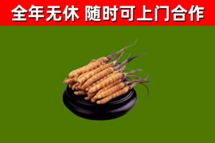 濮阳市回收散虫草